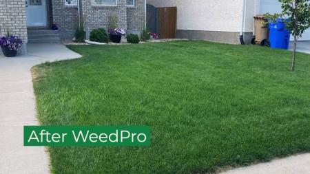 overseeding after