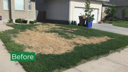 overseeding before