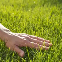 lawn-care