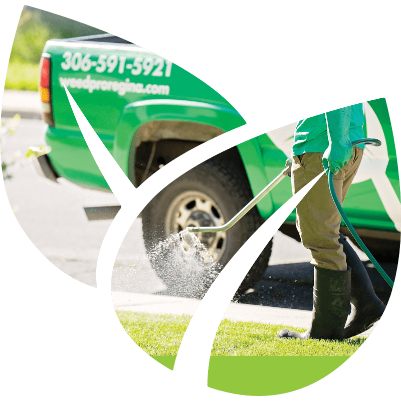 Weed control and lawn treatment services in Regina – professional weed removal by Weed Pro Regina.