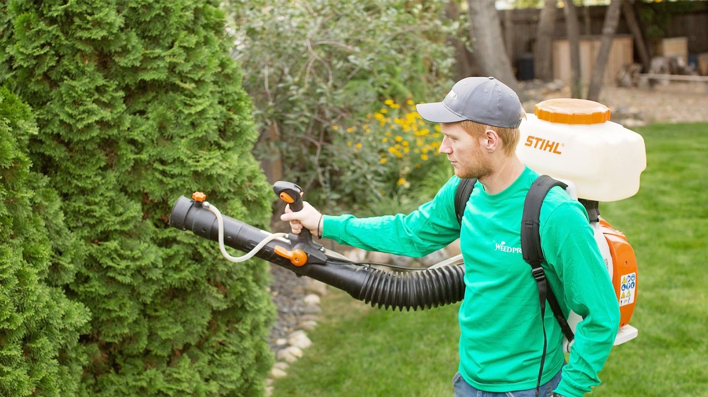 Mosquito spraying service in Regina backyard