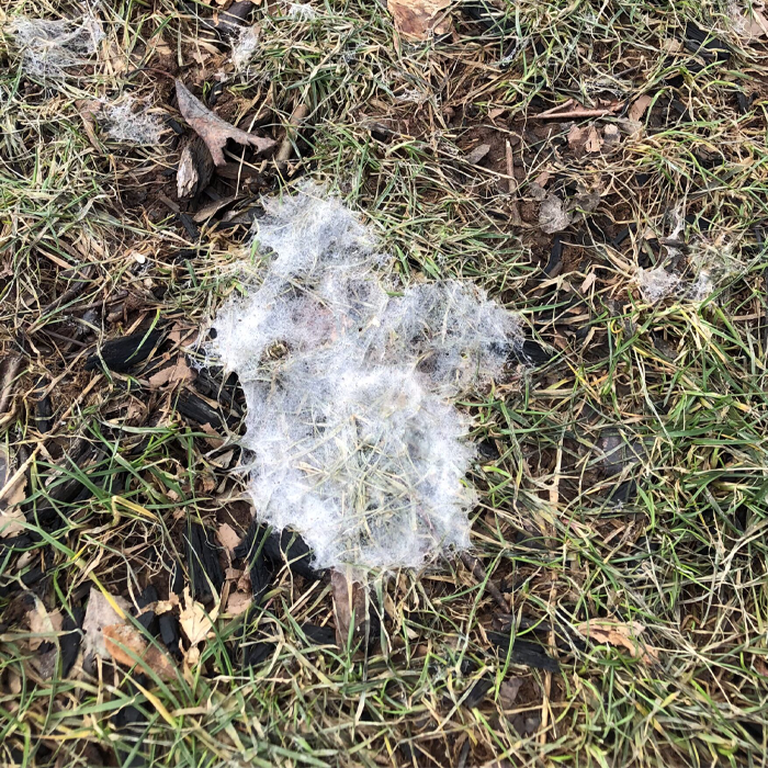 Snow mould on a Regina lawn after winter