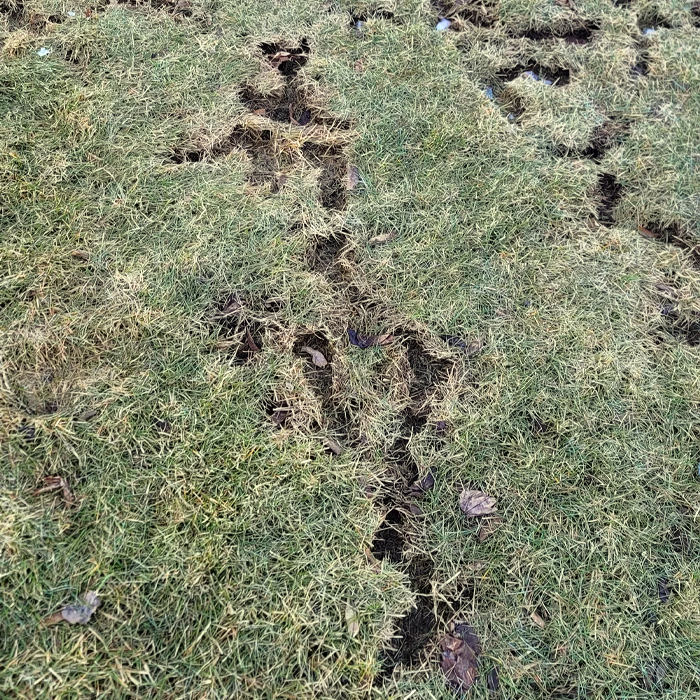 Vole damage trails on a Regina lawn after winter