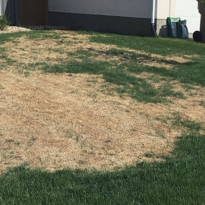 Winter kill lawn damage with brown patches on a Regina yard